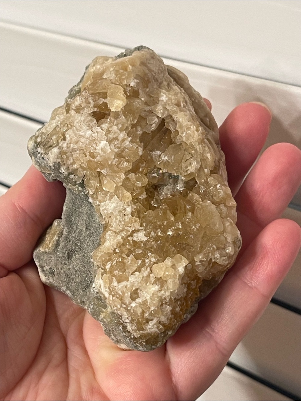 Fossilized clam shell with calcite from Florida